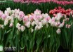 Tulipa Cabanna ® (1)